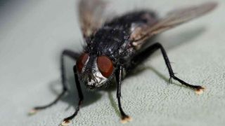 Un francez și-a aruncat casa &icirc;n aer, &icirc;ncerc&acirc;nd să omoare o muscă