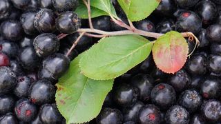 Ce este Aronia și la ce se folosește, de fapt, această plantă