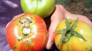 roșii distruse de tuta absoluta