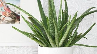 Ce plante de apartament e bine să ai dacă locuiești &icirc;ntr-un oraș poluat ca București