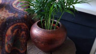 plante de apartament &icirc;n București