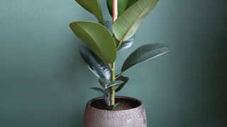 plante de apartament &icirc;n București