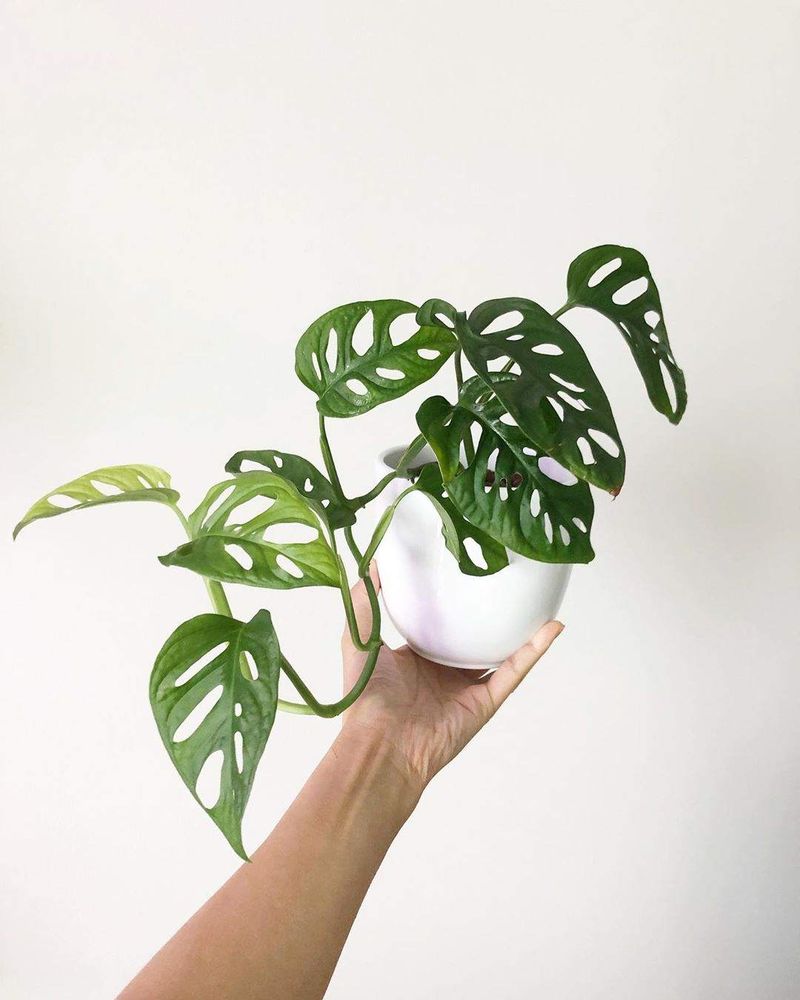 plante de apartament în București