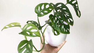 plante de apartament &icirc;n București