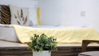 plante de apartament &icirc;n București