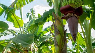 VIDEO - Bananierii cresc și &icirc;n Rom&acirc;nia. Plantele fac fructe, dar nu se coc