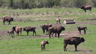 Rezervaţia naturală Valea Zimbrilor