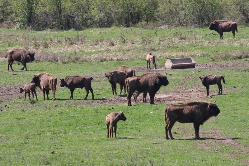 Rezervaţia naturală Valea Zimbrilor