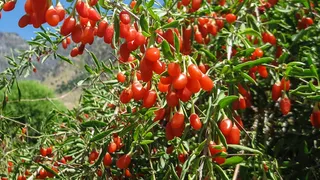 VIDEO - Cultură de goji în loc de carfofi. Fructele exotice, la Brașov