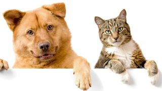 COVID-19 se transmite şi la animalele de companie