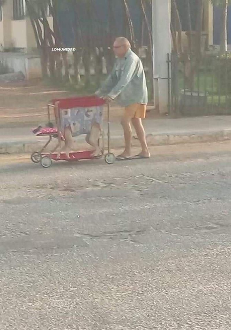 câine paralizat plimbat 