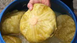 Când se pune varza la murat? Multă lume nu ştie şi face o mare greşeală