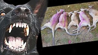 VIDEO - Carnagiu la zoo. Canguri pitici, uciși de câini