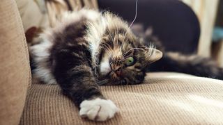 Cum scapi de părul de pisică de pe canapea