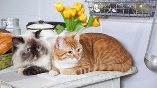 Părul de pisică nu este dăunător pentru om