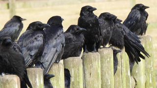 7 lucruri inedite despre ciori. De ce sunt atât de deștepte