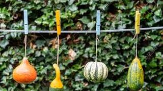 VIDEO - Dovlecii care at&acirc;rnă, atracția orașului. Oamenii fac poze