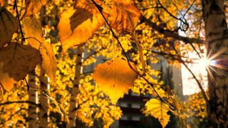 Vremea, în încălzire ușoară. ANM a anunțat prognoza meteo pentru joi, 22 octombrie