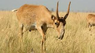 Antilopa Saiga