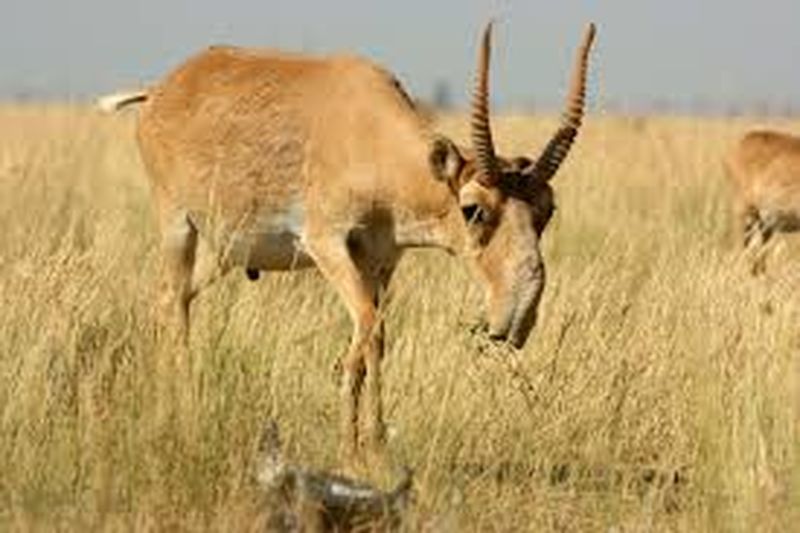 Antilopa Saiga