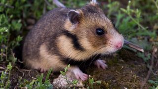 Hamsterul romanesc (grivanul mic)