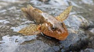 VIDEO - Pește crezut dispărut, în România. E din vremea dinozaurilor