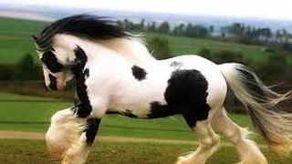 Motivul pentru care unele femeile folosesc șamponul special pentru cai