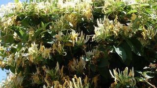 Caprifoi sau M&acirc;na Maicii Domnului