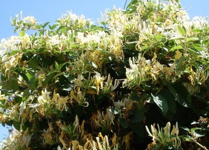 Caprifoi sau Mâna Maicii Domnului