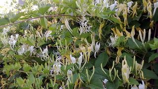 Leacul pentru COVID-19 ar putea veni de la o banală plantă care creşte şi în România. Descoperirea cercetătorilor