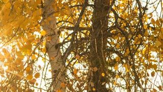 Prognoza meteo pentru 2 noiembrie: temperaturi ușor mai ridicate