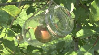 VIDEO - Secretul fructelor crescute direct în sticle