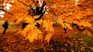 Prognoza meteo, 5 noiembrie. Vremea începe să se răcească și vor apărea ploile