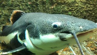 VIDEO - Acvariul din Constanța, vechime de 100 de ani