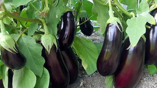 VIDEO - Vinetele, beneficii neștiute pentru sănătatea noastră