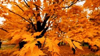 Meteo, azi 12 noiembrie.  Cerul va fi variabil &icirc;n zonele montane şi submontane