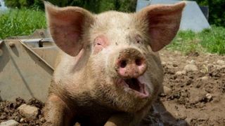 C&acirc;nd se taie porcul de Crăciun 2020? 