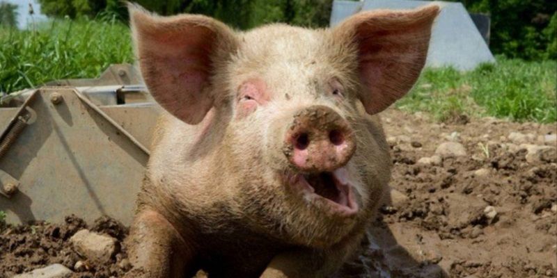 Când se taie porcul de Crăciun 2020? 