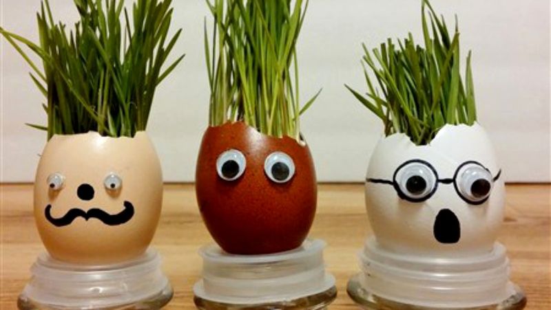 Când se pune, de fapt, grâul la încolțit de Sfântul Andrei?