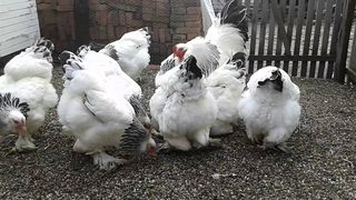 afacere cu gaini brahma 