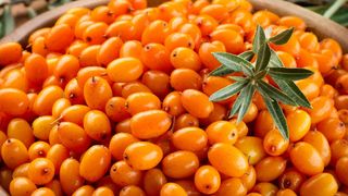 VIDEO - Iarna avem nevoie de vitamina C naturală. Cătina ne-o oferă