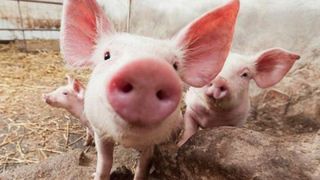 Preţ carne porc Crăciun 2020:  Cât costă un kg în viu?