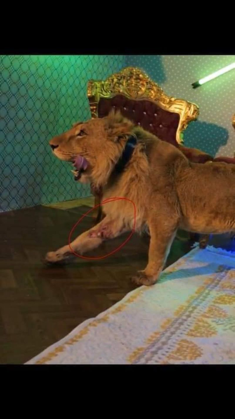 dani mocanu și leul