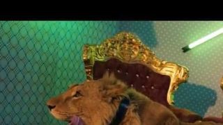 dani mocanu și leul