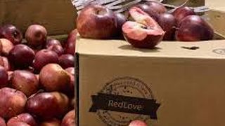 VIDEO - Merele red love, hibrid, sunt pline de proprietăți benefice