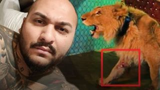 VIDEO - Dani Mocanu sfidează autoritățile și oamenii în cazul leului