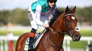 Cum arată și cât costă cel mai scump cal din lume