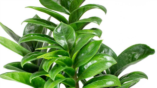 10 flori de apartament care rezistă cu brio la întuneric