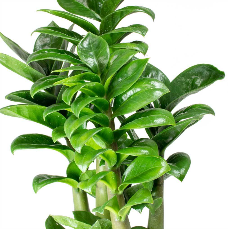 10 flori de apartament care rezistă cu brio la întuneric