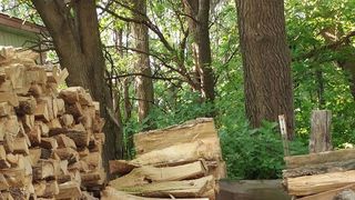 Poți vedea pisica în această fotografie? Numai cei cu IQ ridicat au reușit